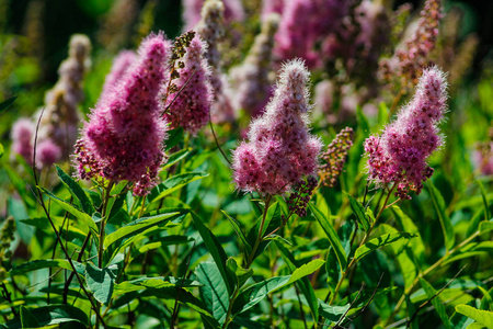 维密何穗美丽的装饰性粉红色花穗,或苞片照片