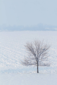 孤独的树站在一片雪地上，冬天的风景。