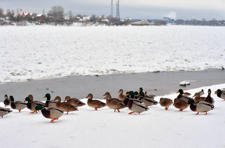 河边雪上的野鸭。