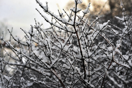 冬天灌木丛的树枝上覆盖着雪。