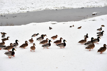 河边雪上的野鸭。
