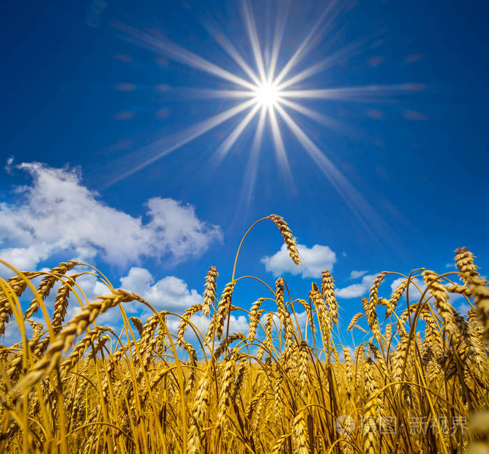 阳光照耀下的夏日金色麦田