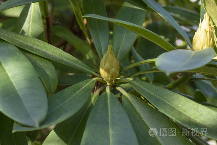 桉树叶片和芽的特写年轻的新鲜桉树叶子在晴朗的一天