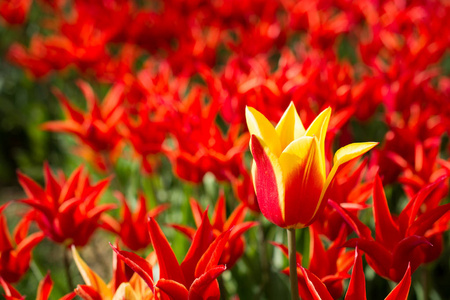 春天大自然中各种颜色的郁金香图片