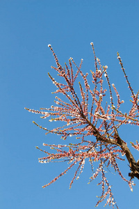 春天，五彩缤纷的花朵在树上绽放