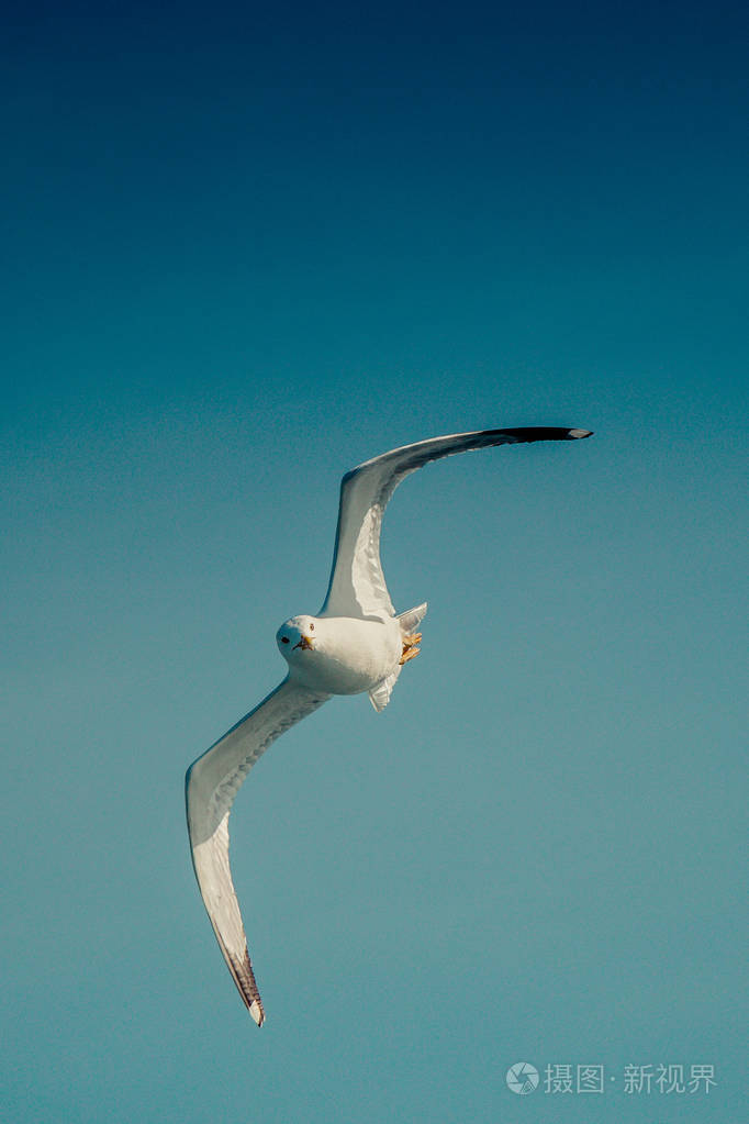 一只海鸥以蓝天为背景飞翔