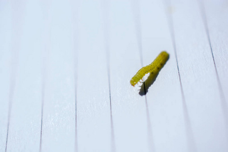 白色木制背景上的绿色小毛毛虫