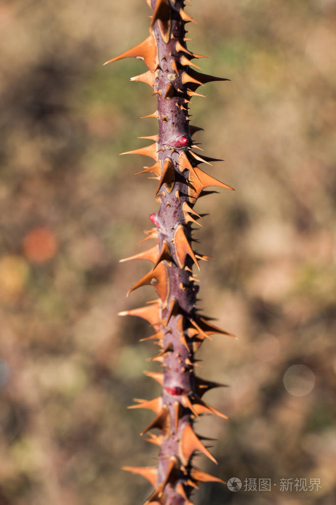 景色中植物的刺茎
