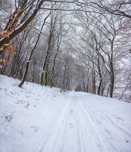 森林里冬天的路上寂静无声。 冬天有很多雪