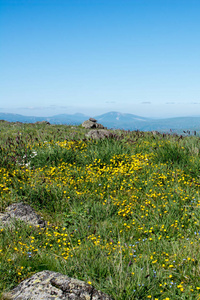 夏季山区的绿色牧场作为自然背景