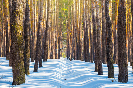 冬天的松树森林在森林中的雪道上