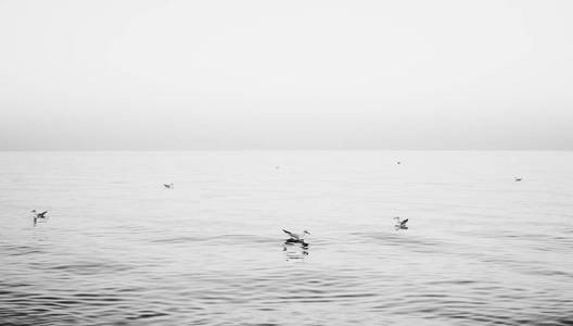 白天结束时，一群海鸥在平静的海面上游泳