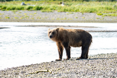 阿拉斯加海岸棕熊灰熊在Katmai国家公园坐在沙洲上的河中寻找鱼