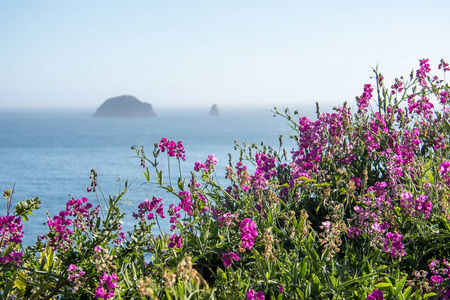 紫色的粉红色野花沿着美国101号高速公路上太平洋的俄勒冈州海岸线生长。