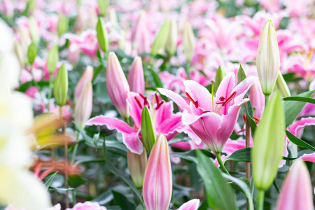 国王草甸百合图片