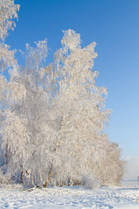 安加拉河畔的雪覆盖了树木。