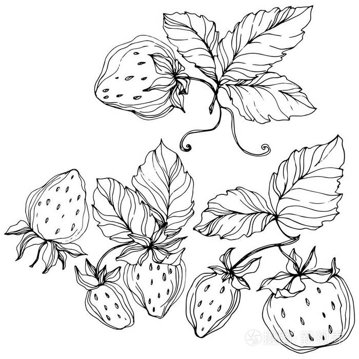 向量草莓果.黑白雕刻水墨艺术.被隔绝的草莓例证元素