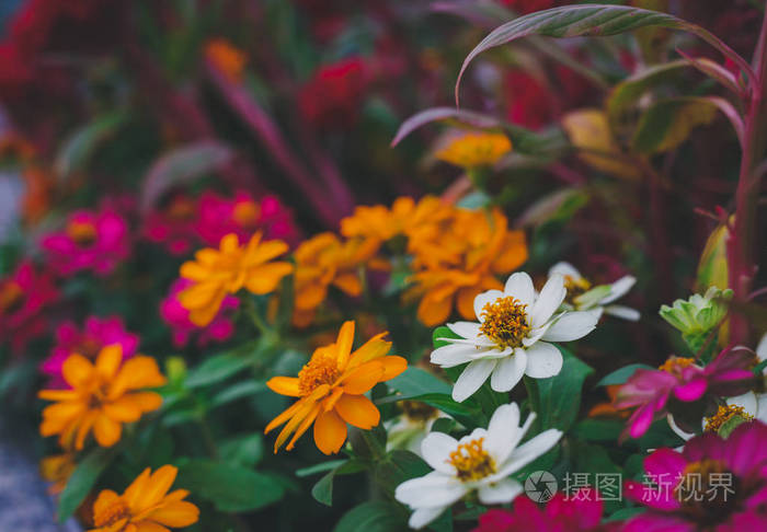 花场里的小花颜色是白色红色紫色和橙色