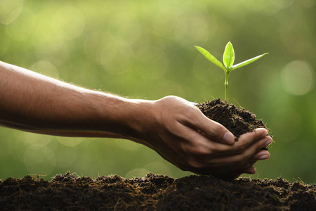 双手捧着一株绿色的幼嫩植物照片
