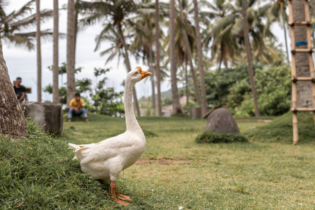 户外草地上真正的白鹅。巴厘岛, 印度尼西亚