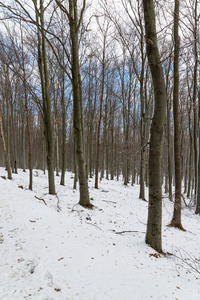 美丽的雪景自然风景