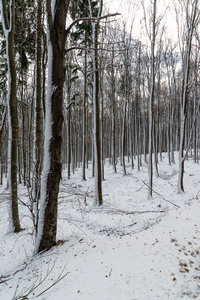 美丽的雪景自然风景