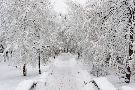 冬天的公共公园覆盖着厚厚的一层新雪