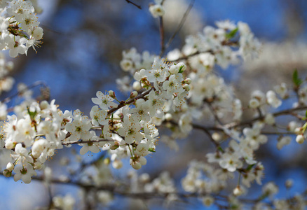 春日樱花盛开的近景