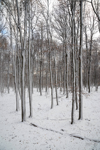 美丽的雪景自然风景