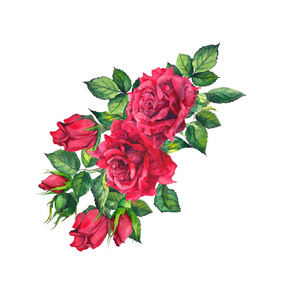 红玫瑰。水彩花