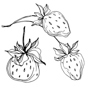 水墨水果图片-水墨水果素材-水墨水果插画-摄图新视界