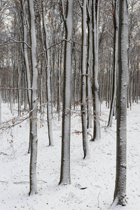 美丽的雪景自然风景