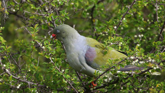 非洲绿鸽鸟在灌木丛中寻找食物克鲁格国家公园南非