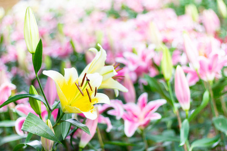 彩色百合花，草甸，春天，自然背景，图形和卡片设计