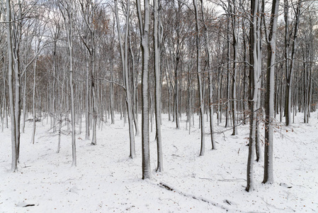 美丽的雪景自然风景图片