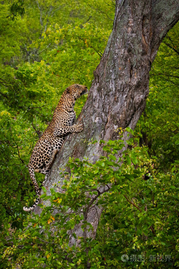 美洲豹爬大树强壮的腿克鲁格国家公园南非