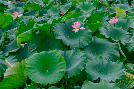 杭州西湖观莲花叶