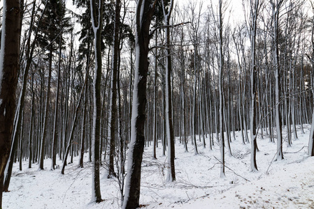 美丽的雪景自然风景