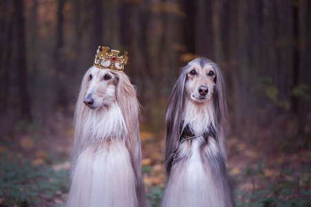 狗王子狗权力主题照片