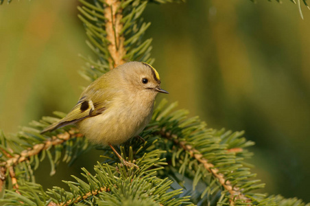 一种鸟金冠鸟(regulus regulus)是金氏家族中一种非常小的过路鸟.