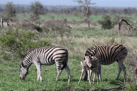 有黑白条纹的斑马在南非吃草，克鲁格国家公园