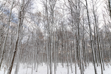 美丽的雪景自然风景