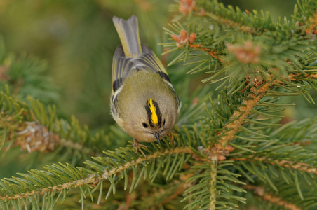 金冠鸟regulus regulus是金氏家族中一种非常小的过路鸟.