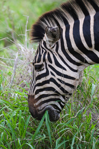 斑马身上有黑白条纹，身上有一条很大的伤线克鲁格国家公园南非