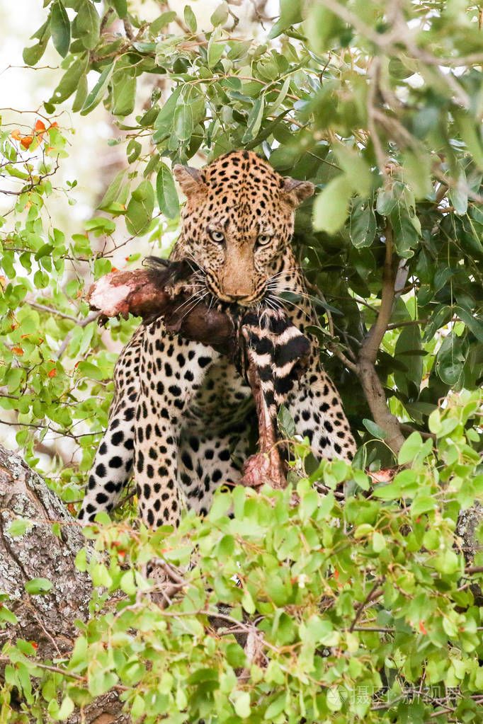 美洲豹在树上吃斑马腿克鲁格国家公园南非