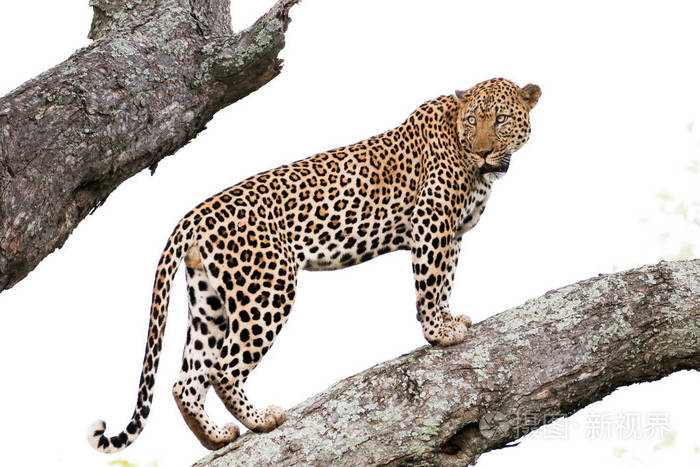 美洲豹爬大树强壮的腿克鲁格国家公园南非