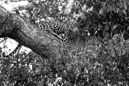 美洲豹在树上吃斑马腿克鲁格国家公园南非