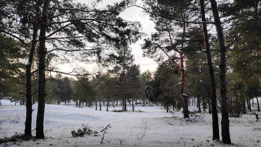 冬天森林里的雪很多，森林里的树在雪169格式