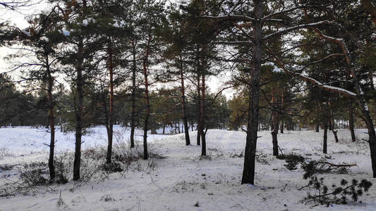 冬天森林里的雪很多，森林里的树在雪169格式