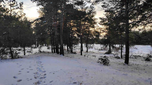 冬天森林里的雪很多，森林里的树在雪169格式